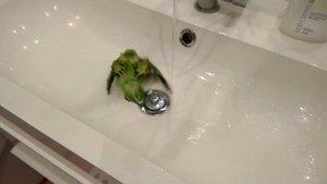 Волнистый попугай купается в раковине