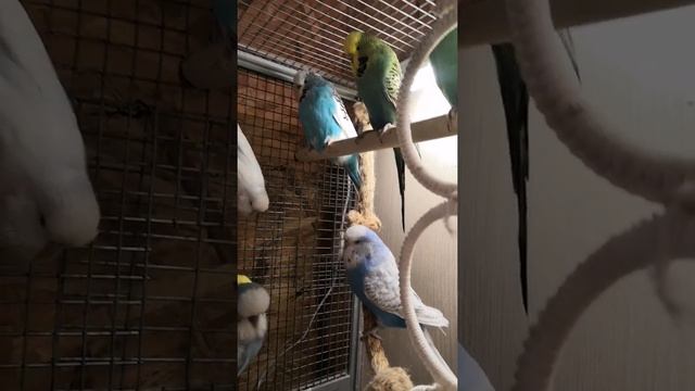 Выставочные волнистые попугаи Чехи