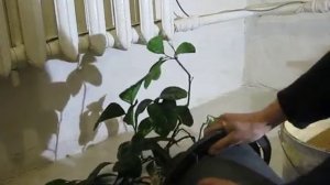 Мандарины Уншиу и их пересадка под Рождество.