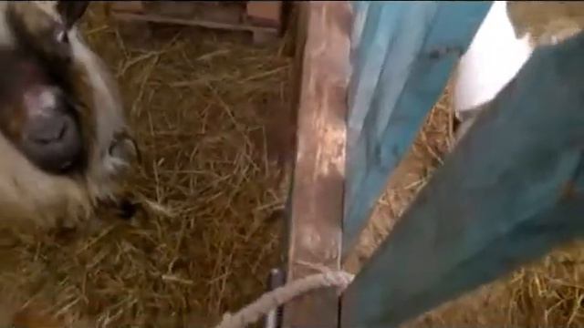 Каширское Подворье / Идём снова за козлом / Гуля загуляла / смотреть онлайн