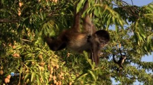 Ароматы мира 10 серия «Ароматы Никарагуа» (документальный сериал, 2007)