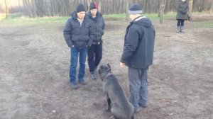 Cane Corso Protection Кане Корсо защита