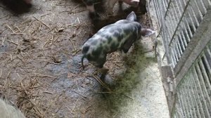 Утепленая крыша в свинарнике решает все проблемы с отоплением.