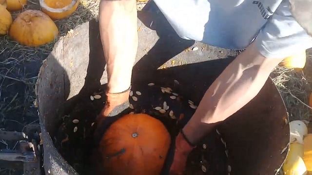 Принцип роботи гарбузоврго комбайна смотреть онлайн