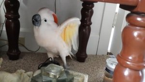 Какаду протестует