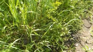 Как вырастить много огурцов прямо на дерне