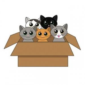 Котики в коробке