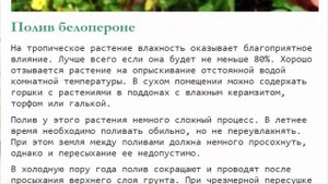 Белопероне цветок креветка Уход в домашних условиях и размножение