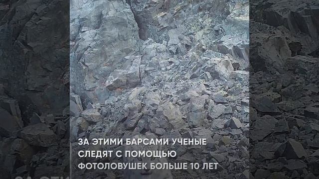 Экологи нашли на Алтае самую пожилую пару снежных барсов в дикой природе смотреть онлайн