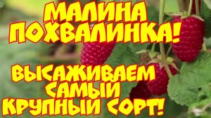 МАЛИНА ПАХВАЛИНКА! ВЫСАЖИВАЕМ САМЫЙ КРУПНЫЙ СОРТ!