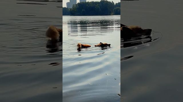 Спеши поплавать, купальный сезон скоро завершится