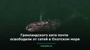 Гренландского кита почти освободили от сетей в Охотском море