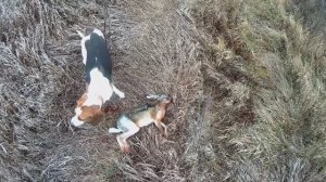 Эстонская гончая Афина. Первая охота на зайца и лису по чернотропу. Сезон 2022 - 23 г.