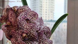 ВЫМАНИЛА ЁЖИКИ КОРНЕЙ У ОРХИДЕИ? ТАКОГО ЦВЕТЕНИЯ ВЫ НИКОГДА НЕ ВИДЕЛИ! VANDA KULWADEE FRAGRANCE #27