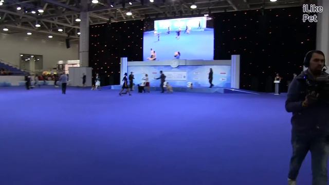 Best in show Лучший бэби 19 03 17 на Евразии ilikepet смотреть онлайн