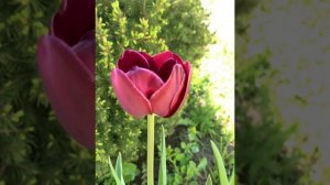 Тюльпан Дрим Тач / Tulipa Dream Touch 😍