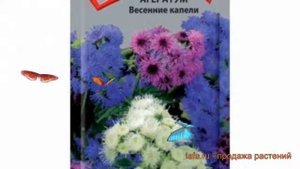 Агератум обыкновенная Весенние капели ? обзор: как сажать, семена агератума Весенние капели
