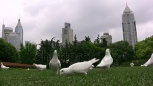 stock footage shanghai june pigeons are picking food with the skyline of sha