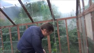 ОГУРЦЫ. Пасынкование и правильное выращивание