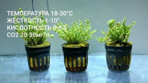 Ротала Перлс,(Rotala sp.pearls).