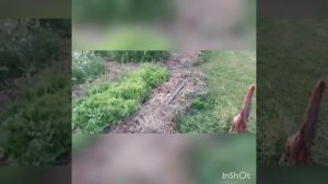 малоуходный огород. грядки без полива.