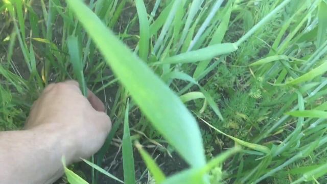 Состояние посева пшеницы и мака! Слабый посев с огромным потенциалом! смотреть онлайн