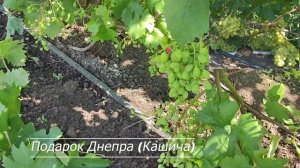 Часть 5  Морозоустойчивые сорта и ГФ винограда 2023