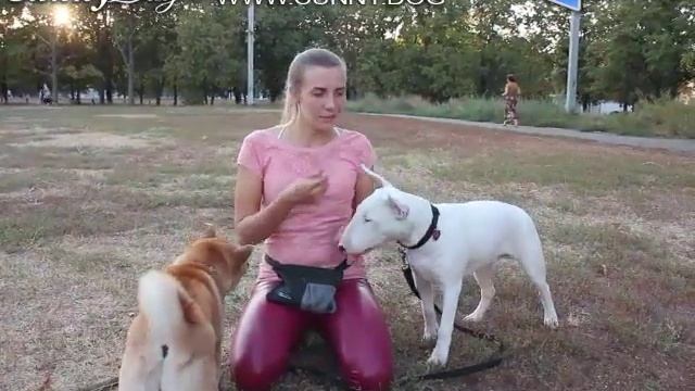 Собака боится других собак. Как научить собаку не бояться играть с собаками на улице? смотреть онлайн