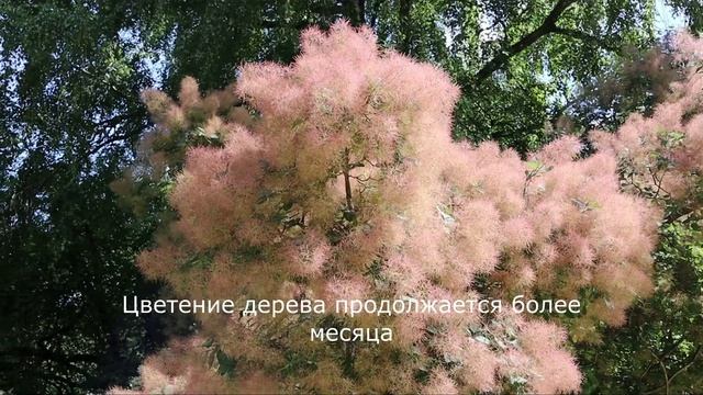Цветение Парикового дерева в "Аптекарском Огороде" в Москве смотреть онлайн