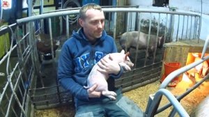 ‼️КАК ВЫБРАТЬ ПОРОСЁНКА ??‼️ Стоит ли покупать взрослых свиноматок?‼️