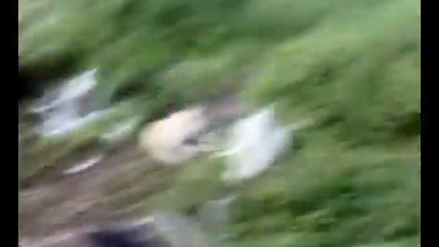 животный мир,animal world смотреть онлайн