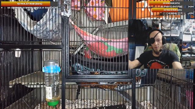 (Росс) Крысиное жильё! 🤗 Клетки, размеры, наполнение, уборка и так далее. 😊 + Свободное общение. 🐭 смотреть онлайн