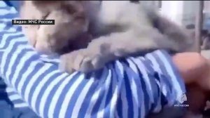 Пожарные посвятили песню погибшему коту Семену
