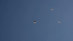 николаевские голуби Темрюк