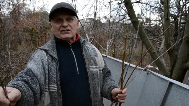 Перепрививка фруктовых деревьев весной