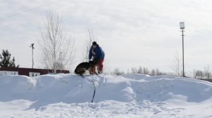 Дрессировка собак в Омске - ОЦССС