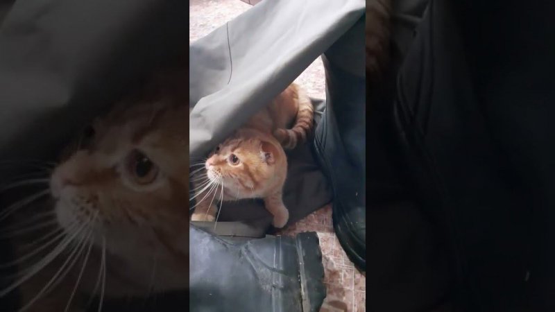 #shorstvideo Кот в сапогах.