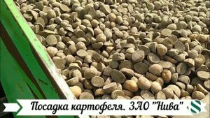 Посадка картофеля. ЗАО "Нива"