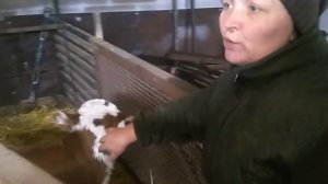 Как мы выпаиваем и растим телят. В своем хозяйстве!