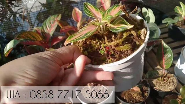 BABY AGLONEMA MURAH MURAH 🎉 STARDUST ORANGE MOONLIGHT DLL 🎉🎉 смотреть онлайн