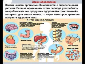LR способ продлить жизнь без болезней. Закон обновления. Отзыв скептика.