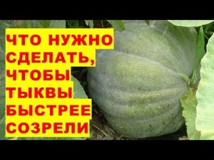 Что нужно сделать, чтобы тыквы быстрее созрели на огороде?