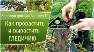 Как прорастить и вырастить гледичию?!