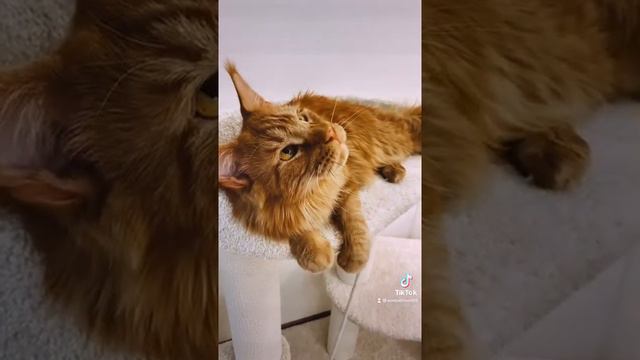 Симба 🦁 Мейн-кун 1 год и 5 месяцев ❤️