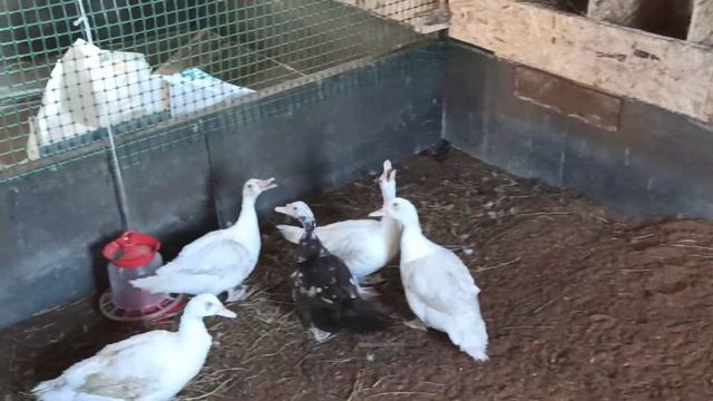 КОПАЕМ ТРАНШЕЮ ПОД ФУНДАМЕНТ ДЛЯ БАНИ // НОВОСТИ ИЗ КУРЯТНИКА // 22.04.2021 смотреть онлайн