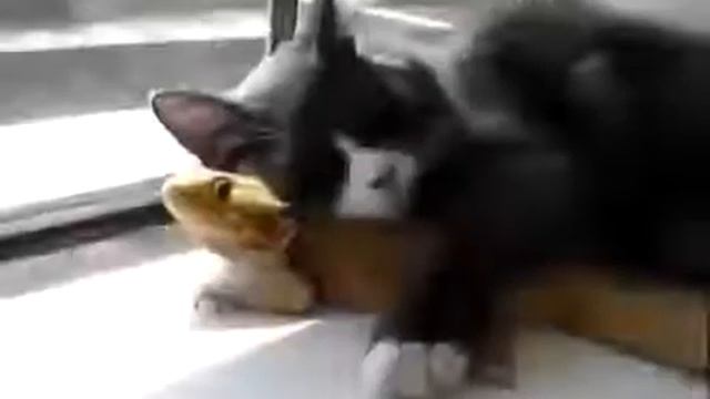 Кот обнимается с ящерицей