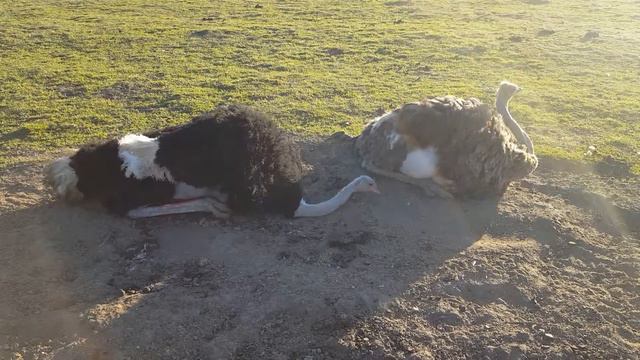 Как купаются страусы п. Висим