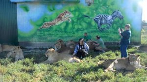 Татьяна ,Даша и Александр среди  прайда львов ! Тайган .Крым