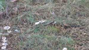 Грибы огромных размеров, растущие рядом с Богородичной, сосновой аллеей в Дивеево.