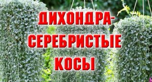 ПИКИРОВКА ДИХОНДРЫ.mp4